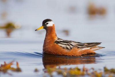 Phalarope à bec large