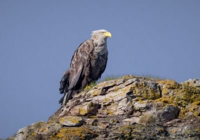 Pygargue à queue blanche