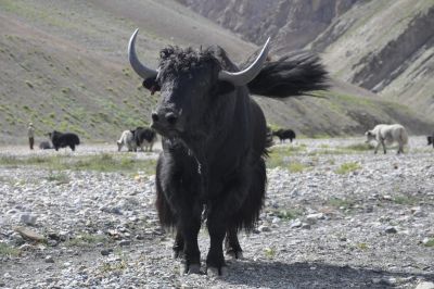  Jour 10 : Randonnée jusqu'aux rives du lac glaciaire sacré (4300m)