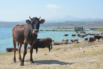 Jour 7 - Parc National de Dilidjan - Monastère de Djoukhtakvank et Matossavank