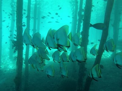 © Sylvain Lenglart - Jour 6 : Archipel de Talmulol Jour 6 : Archipel de Talmulol