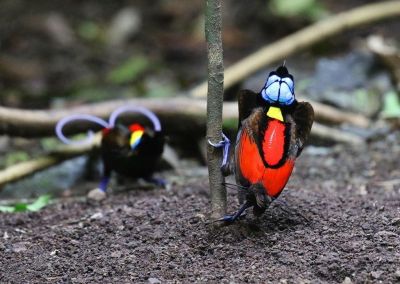 © to - Jour 13 : Observation des oiseaux du paradis Jour 13 : Observation des oiseaux du paradis