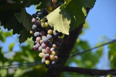 Jour 11 - Arafat, le mont majestueux d'Arménie