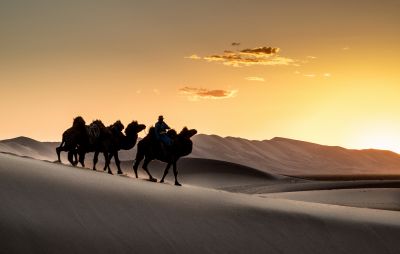 Le terrain varié et adapté au chameau de Bactriane