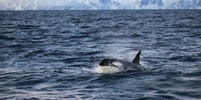 Jour 8 : Derniére sortie matinale en mer et retour sur Tromsø