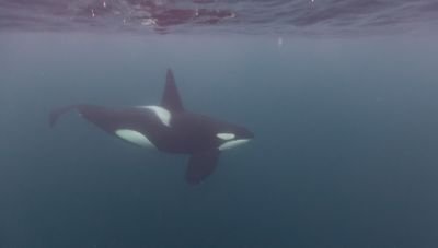 Jour 9 : Vol Tromsø - Paris