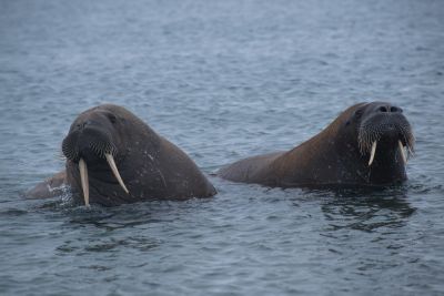Jour 13 : Débarquement et vol Longyearbyen - Oslo