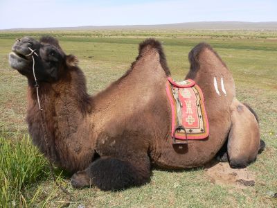 Le chameau au repos