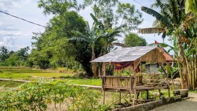 Jungle du Gunung Leuser - Sumatra