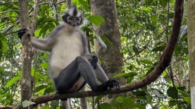 Singe Thomas Leaf au Gunung Leuser -  Sumatra