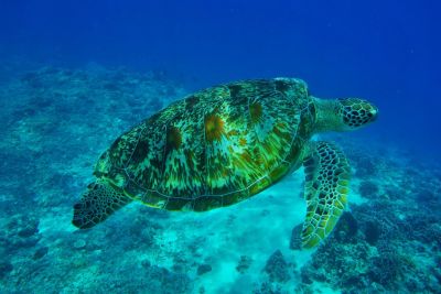 Tortue marine en Indonésie
