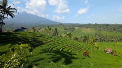 Rizières de Bali dominées par le Mont Batukaru