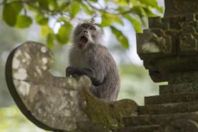 Singe dans un temple, Bali