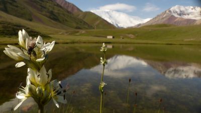 © Matthieu Libeer - Gentiane et reflet sur le Lénine, nous voilà au pied du Pic Gentiane et reflet sur le Lénine, nous voilà au pied du Pic