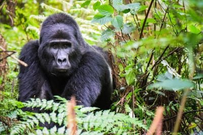 © Sylvain Lefebvre - Jour 4 : rencontre avec les gorilles de montagne Jour 4 : rencontre avec les gorilles de montagne