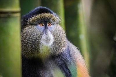 © Sylvain Lefebvre - Jour 6: observation des singes dorés à Mgahinga Jour 6: observation des singes dorés à Mgahinga