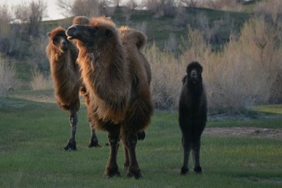 © Stéphanie Kergourlay - Des chameaux de Bactriane dans la région de Nurata Aydarkhul Des chameaux de Bactriane dans la région de Nurata Aydarkhul
