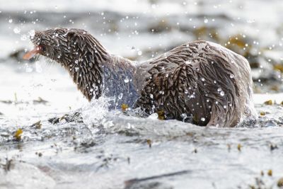 Jour 5 : Observation et photographie des loutres.