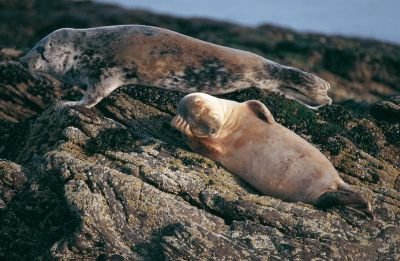Jour 7 : Découverte de l’Ouest de Mainland.