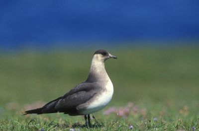 Jour 9 : Découverte de l’île de Foula ou île de Noss.