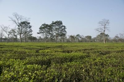Jour 2 - Vol intérieur jusqu’en plaine assami