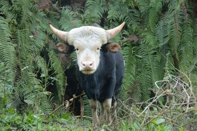 Jour 6 - Exploration de la région de Ziro et rencontres avec les Apatanis
