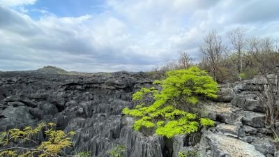 Jour 11 : Visite des Tsingy de l’Ankarana