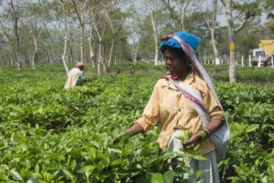Jour 10 - Retour en plaine Assami