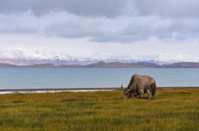 Yak sur le lac à  Karakol