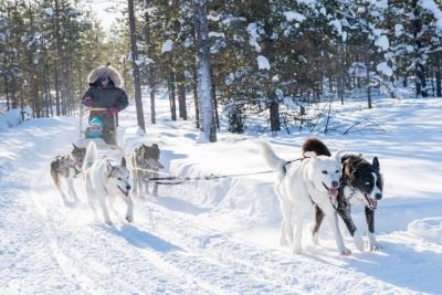 Chiens de traineau, en option