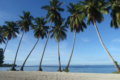 © Sylvain Lenglart - palmier sur une plage palmier sur une plage