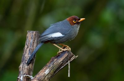 Garrulaxe de Treacher