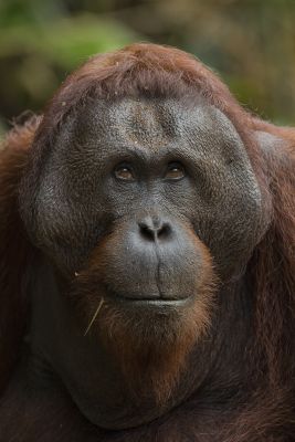 Ourangoutan
