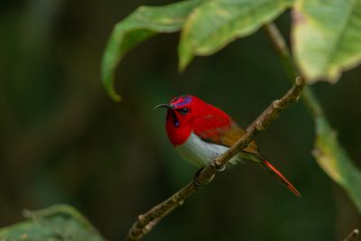 Souimanga de Temminck