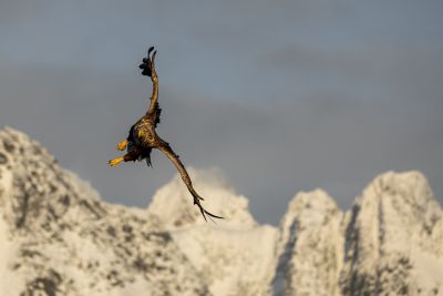 Pygargue à queue blanche