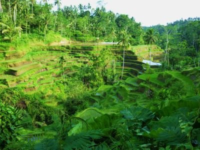 © Terres Oubliées - rizières en terrasses rizières en terrasses