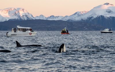 Rencontre avec les cétacés de Skjervøy