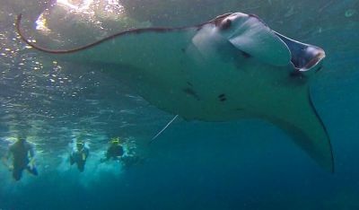 © Julien Roche - nageurs avec une raie manta nageurs avec une raie manta
