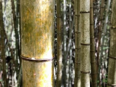 Jour 16 : randonnée sur la Nakasendo, de Magome à Tsumago par les villages médiévaux Jour 16 : randonnée sur la Nakasendo, de Magome à Tsumago par les villages médiévaux