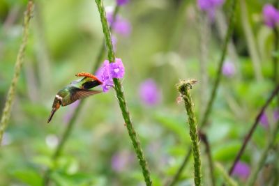 © Julien Defourny - Entre les Andes et l'Amazonie, sur le terrain du colibri Entre les Andes et l'Amazonie, sur le terrain du colibri