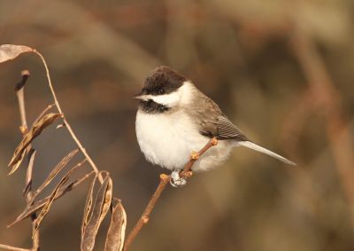 © Steve Riall - Mésange lugubre Mésange lugubre