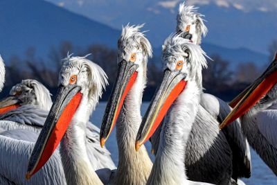 © Jean-Baptiste Martineau - Pelican frisé Pelican frisé