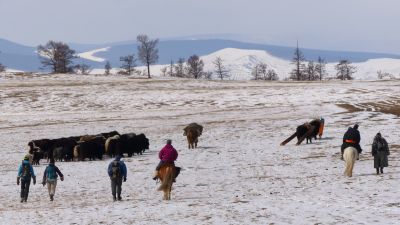 © Matthieu Libeer - Yaks dan la dépression de Darkhad Yaks dan la dépression de Darkhad