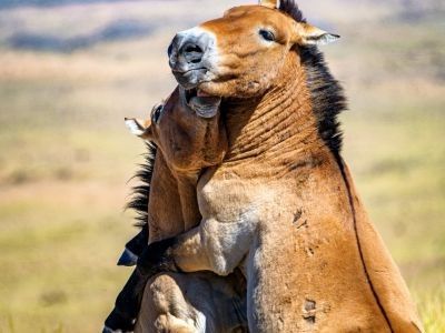 © Nicolas Fragiacomo - Chevaux de  Przewalski au Khustay Chevaux de  Przewalski au Khustay