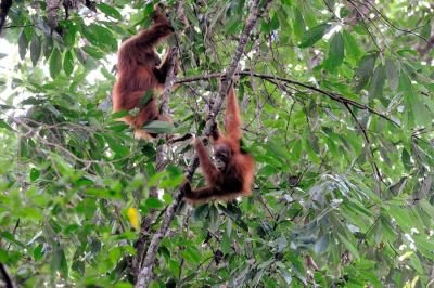 © Terres Oubliées - orangs outans de Sumatra - Gunung Leuser orangs outans de Sumatra - Gunung Leuser