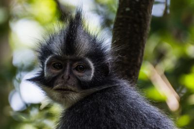 © ShantiHesse - singe Thomas Leaf - Sumatra - Gunung Leuser singe Thomas Leaf - Sumatra - Gunung Leuser