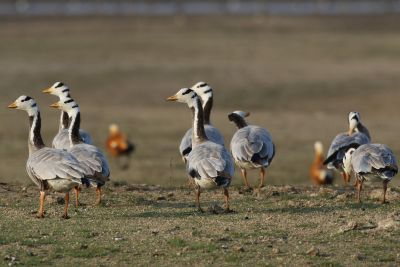Jour 6 : parc national de Ranthambore - transfert au sanctuaire de  Chambal.