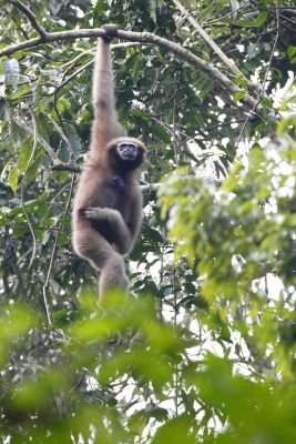 Jour 13 : Gibbon Wildlife sanctuary et Kaziranga Eastern range.