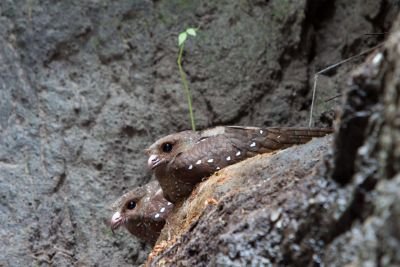 JOUR 2 – QUITO - PAPALLACTA - EL CHACO