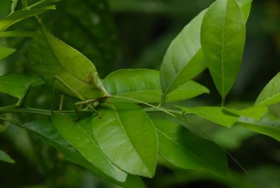 JOUR 10 – ENTRÉE AU TIPUTINI